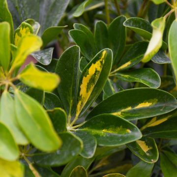Schefflera Arboricola, Umbrella Tree 'Gold Capella'