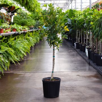 Schefflera Arboricola 'Gold Capella' Single Trunk