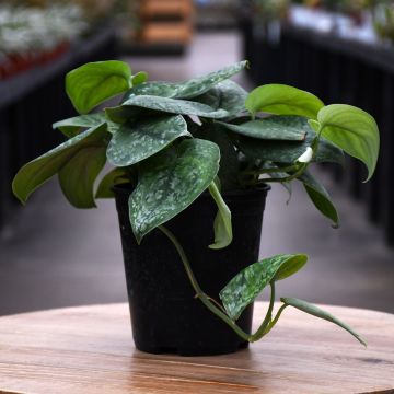 Scindapsus Pictus, Pothos 'Mount Salak'