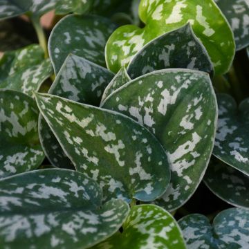 Scindapsus Pictus 'Argyraeus'