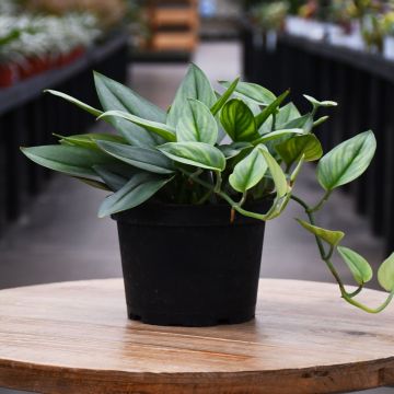 Scindapsus Truebii, Pothos 'Moonlight'