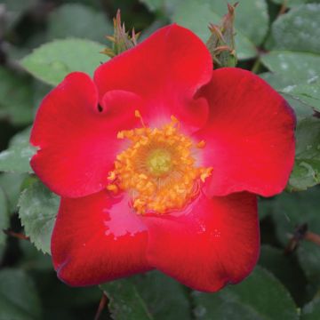 Rosa, Shrub Rose 'Easy Elegance® Screaming Neon Red™'