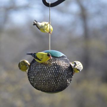Songbird Essentials™ Green Seed Sphere