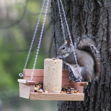 Songbird Essentials™ Squirrel Feeder Swing