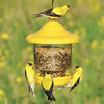 Songbird Essentials™ Clingers Only Feeder Yellow