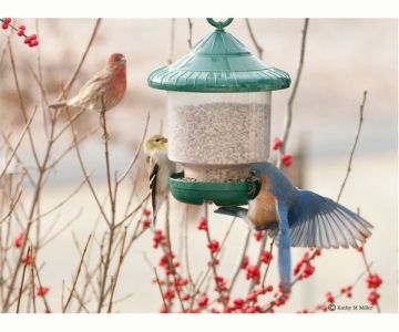 Songbird Essentials™ Clingers Only Feeder Green
