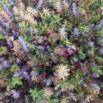 Sedum, Live Mulch 'Color Splash'