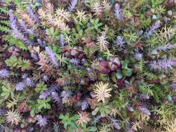 Sedum, Live Mulch 'Color Splash'