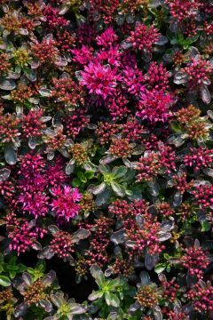 Sedum, Two-Row Stonecrop 'Spot On™ Deep Rose'