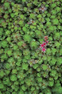 Sedum, Two-Row Stonecrop 'Fireglow'