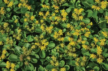 Sedum, Orange Stonecrop 'Kamtschaticum'