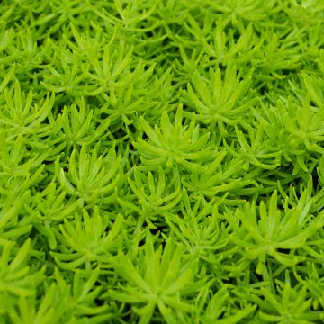 Sedum Mexicanum 'Lemon Ball'