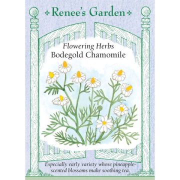 Matricaria, Chamomile, Bodegold ~ 1000 seeds