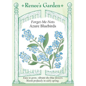 Myosotis, Forget-Me-Nots Azure Bluebirds ~ 1200 seeds