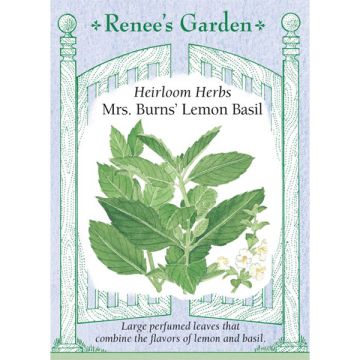 Ocimum, Basil, Mrs. Burns' Lemon Basil ~ 275 seeds