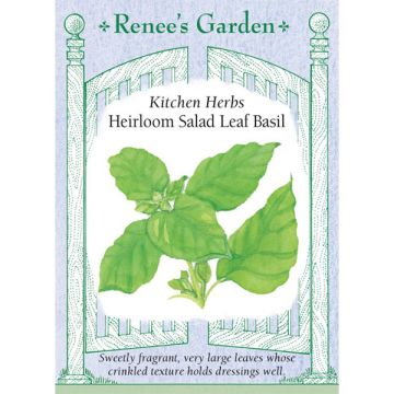 Ocimum, Basil, Salad Leaf Basil ~ 500 seeds