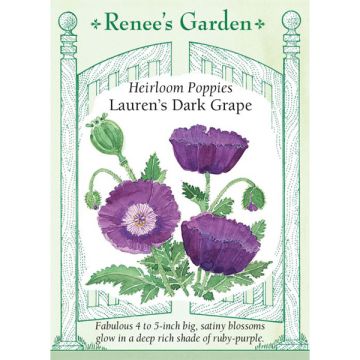 Papaver, Poppy, Lauren’s Dark Grape ~ 1900 seeds