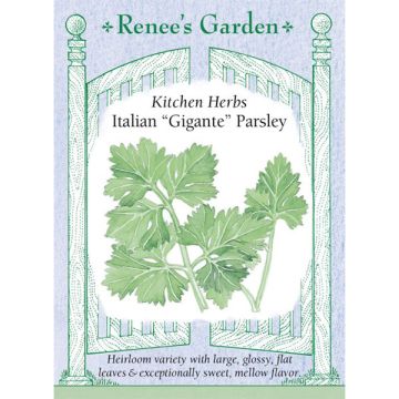 Petroselinum, Parsley, Italian Gigante Parsley ~ 850 seeds
