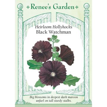 Alcea, Hollyhock, Black Watchman ~ 60 seeds