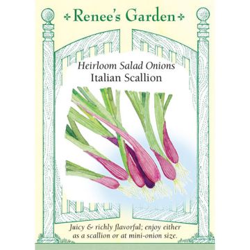 Allium, Scallion, Italian Scallion ~ 500 seeds