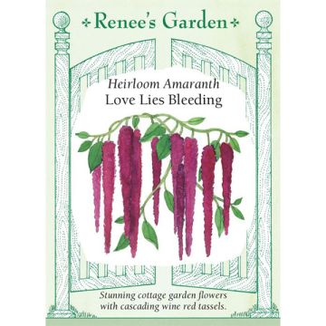Amaranthus, Love Lies Bleeding ~ 500 seeds