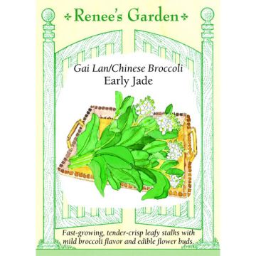Brassica, Chinese Broccoli, Gai Lan Early Jade ~ 500 seeds