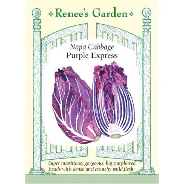 Brassica, Napa Cabbage, Purple Express ~ 85 seeds