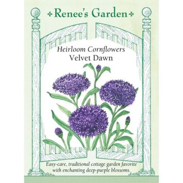 Centaurea, Cornflower, Velvet Dawn ~ 250 seeds