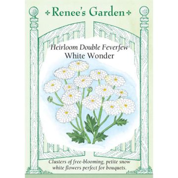 Chrysanthemum, Feverfew, White Wonder ~ 450 seeds