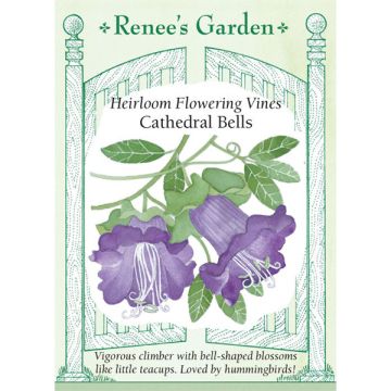 Cobaea, Cathedral Bells ~ 25 seeds