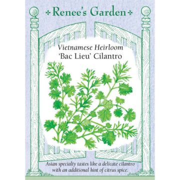 Coriandrum, Cilantro, Bac Lieu ~ 350 seeds