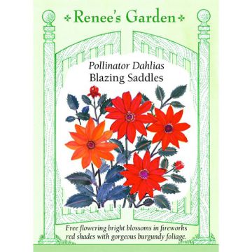 Dahlia, Blazing Saddles ~ 45 seeds