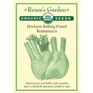 Foeniculum, Bulbing Fennel, Romanesco ~ 73 seeds