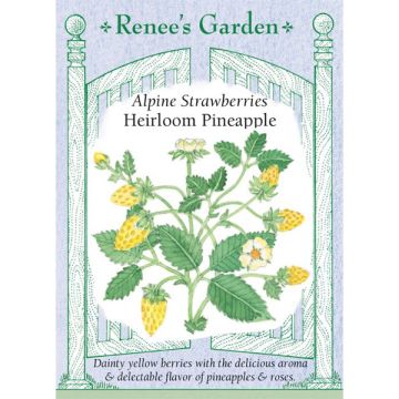 Fragaria, Alpine Strawberry 'Pineapple' Heirloom ~ 250 seeds