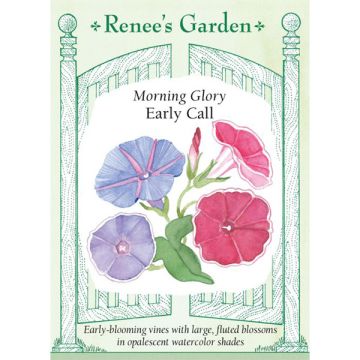 Ipomoea, Morning Glory, Early Call ~ 25 seeds