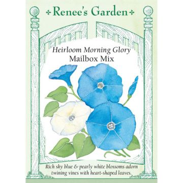 Ipomoea, Morning Glory, Mailbox Mix ~ 110 seeds
