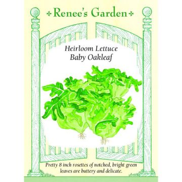 Lactuca, Lettuce, Baby Oakleaf ~ 1728 seeds