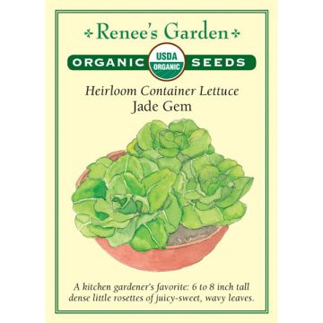 Lactuca, Lettuce, Jade Gem ~ 1800 seeds