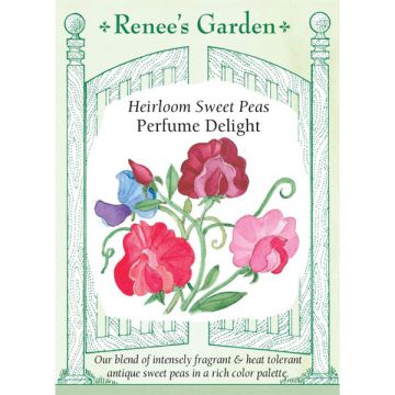 Lathyrus, Sweet Peas, Perfume Delight ~ 40 seeds