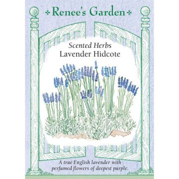 Lavandula, Hidcote Lavender ~ 205 seeds