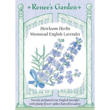 Lavandula, Munstead English Lavender ~ 145 seeds