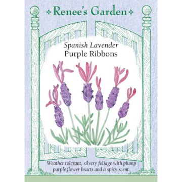 Lavandula, Spanish Lavender, Purple Ribbons ~ 40 seeds