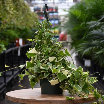 Senecio Macroglossus 'Wax Ivy'