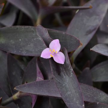 Setcreasea 'Purple Queen'