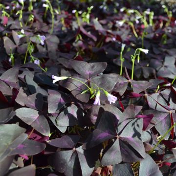 Oxalis Triangularis