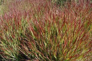 Panicum, Switchgrass 'Shenandoah'