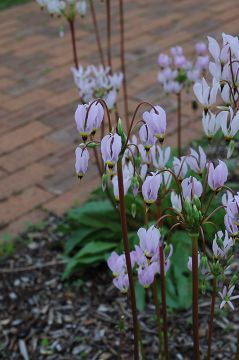 Dodecatheon, Shooting Star 'Minnesota Native'