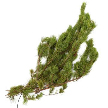 Pine 'Shore Pine'