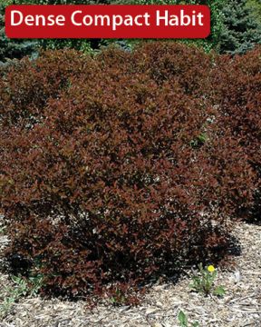 Physocarpus, Ninebark 'Summer Wine®'