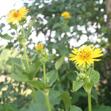 Silphium, Cup Plant, 6 pack
